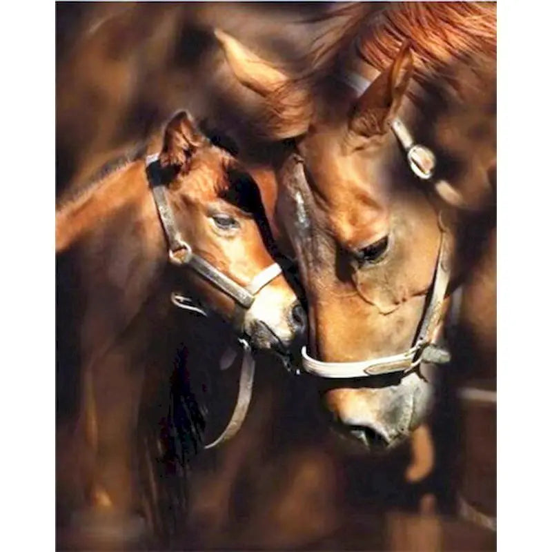 Diy oil Painting By Numbers Horse  Acrylic Paint On Canvas
