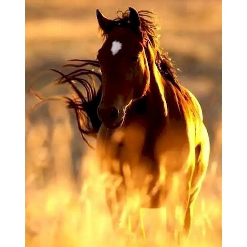 Diy oil Painting By Numbers Horse  Acrylic Paint On Canvas